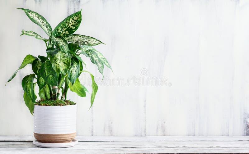499 Dumb Cane Photos Free Royalty Free Stock Photos From Dreamstime