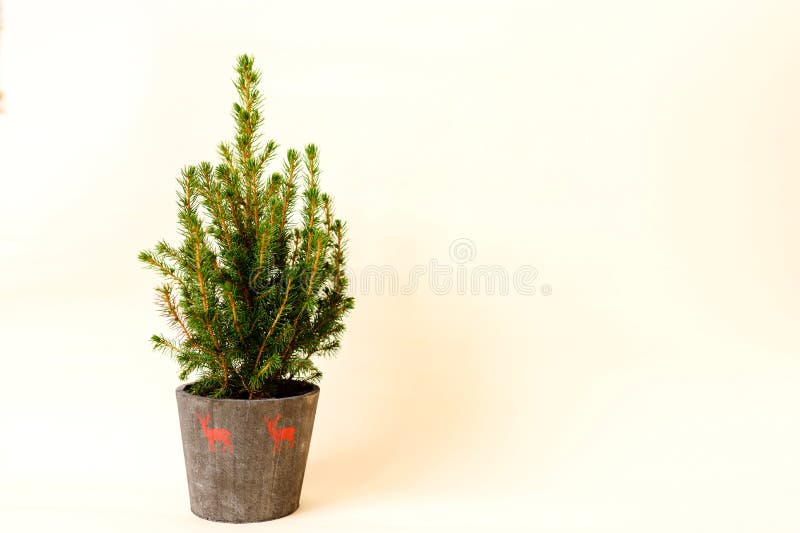 Potted Fir Tree, Christmas Tree without Decorations in a Large Pot on