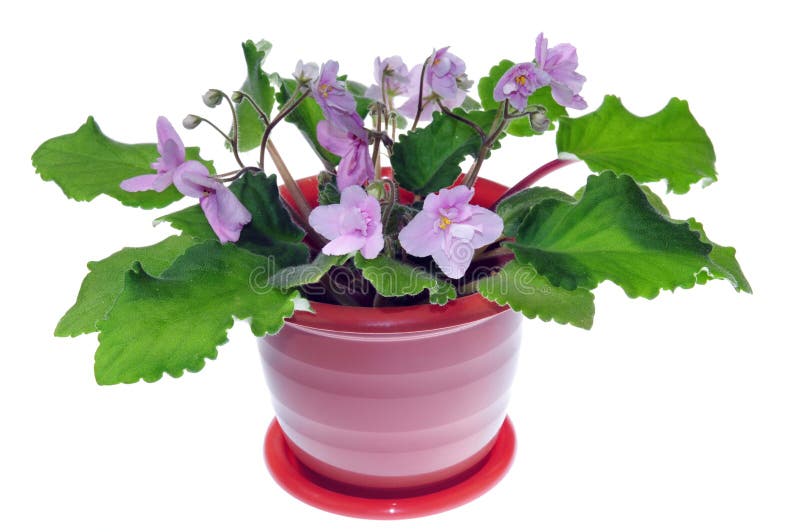 Potted flower stock photo. Image of bunch, petal, bloom 8593576