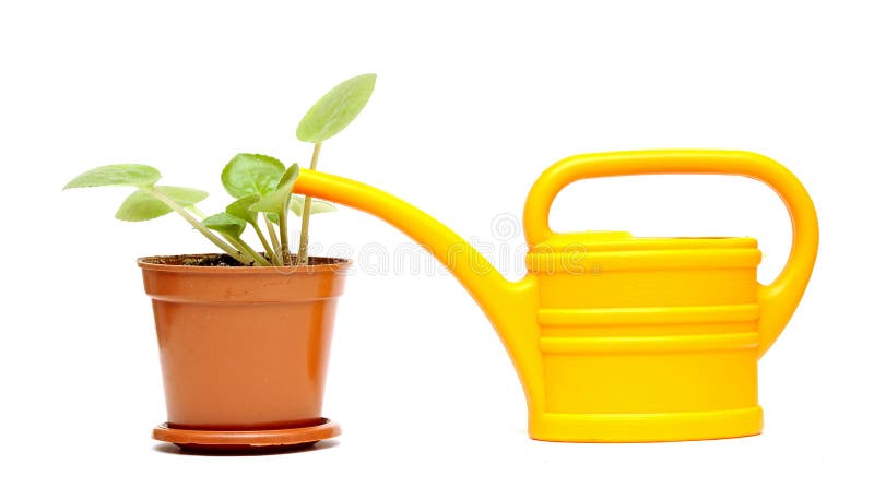 Potted Flower and Yellow Watering Can Stock Photo - Image of gardening ...