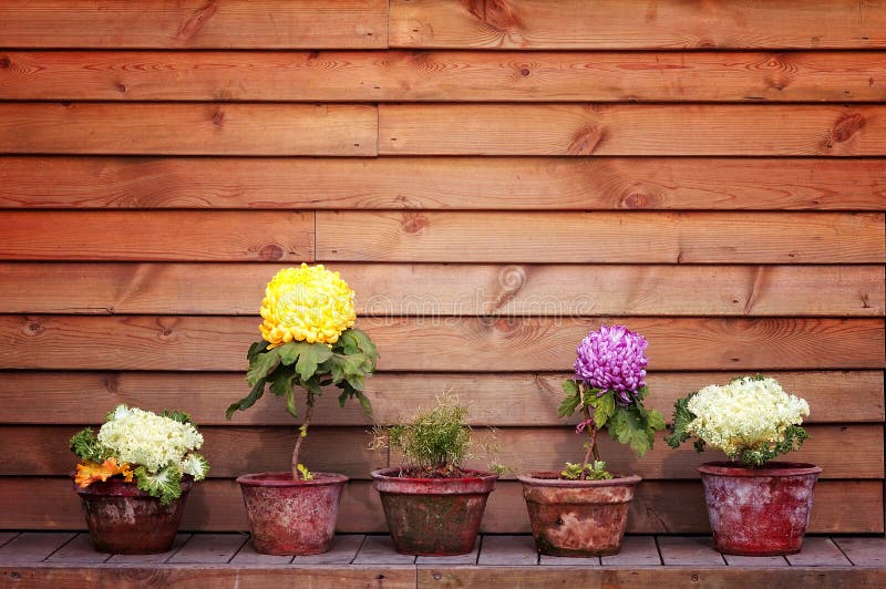 Potted flowers