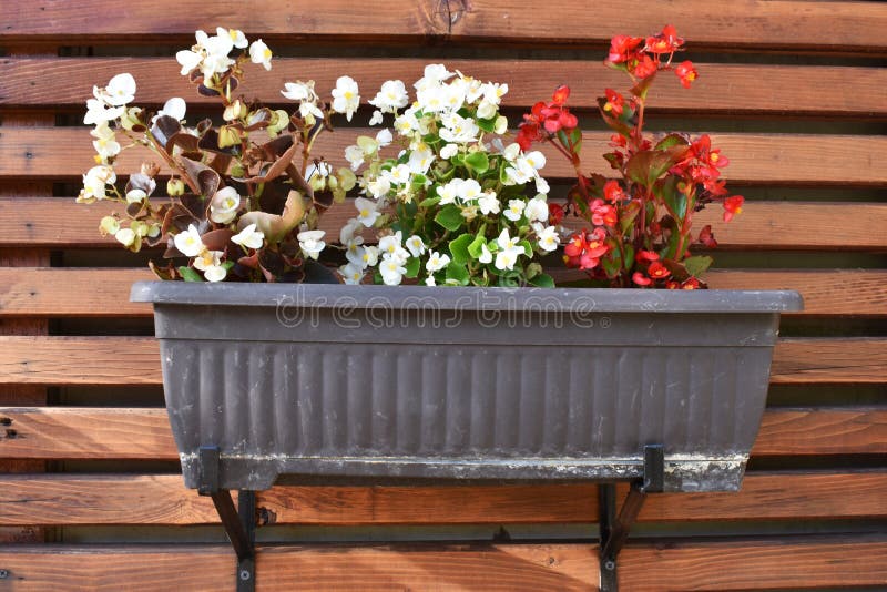 Potted flowers hanging on wooden wall. stock image Potted flowers hanging on wooden wall. stock image