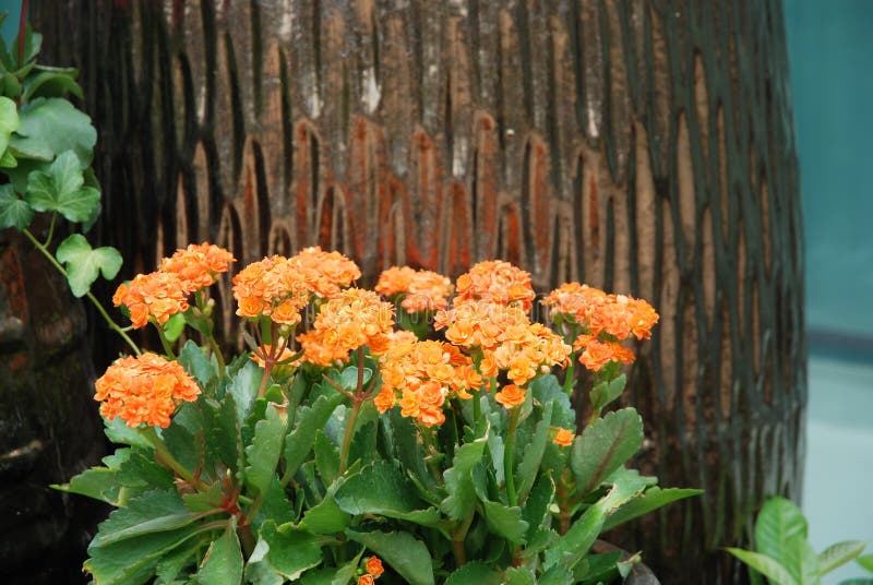 Orange Potted Flower stock image. Image of plant, house 7417275