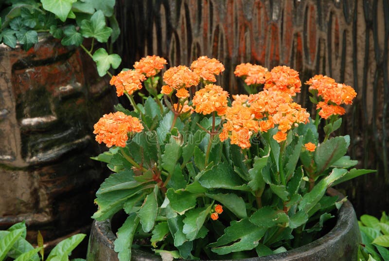 Potted flowers stock image. Image of seasonal, composition 44272951