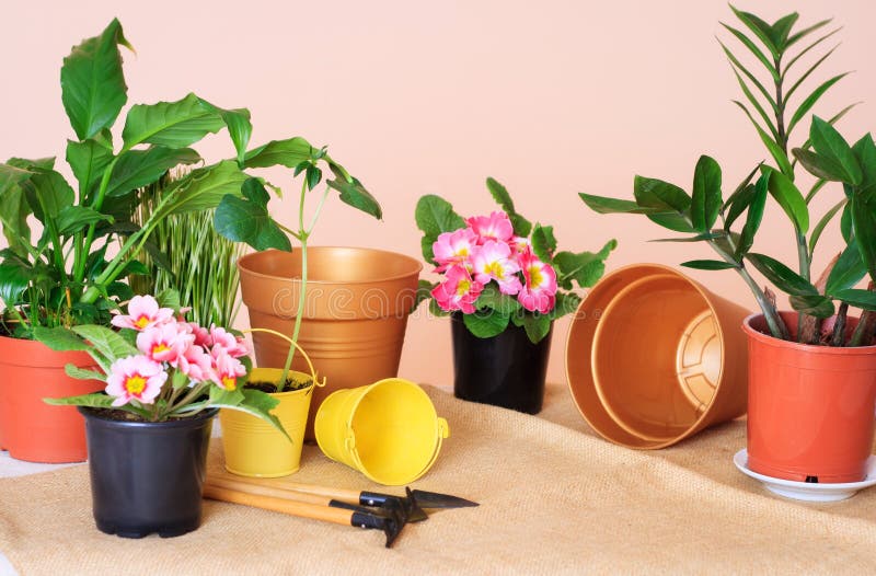 Potted Flowers, Pots for Flowers and Tools for the Care of Plants on