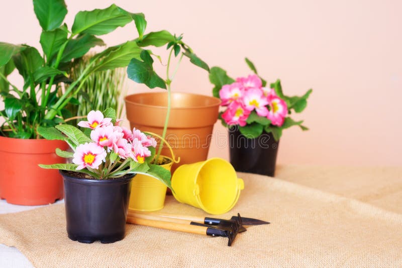 Potted Flowers, Pots for Flowers and Tools for the Care of Plants on