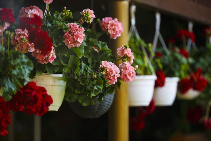 Potted Geraniums hanging stock photo. Image of crafts 26381288