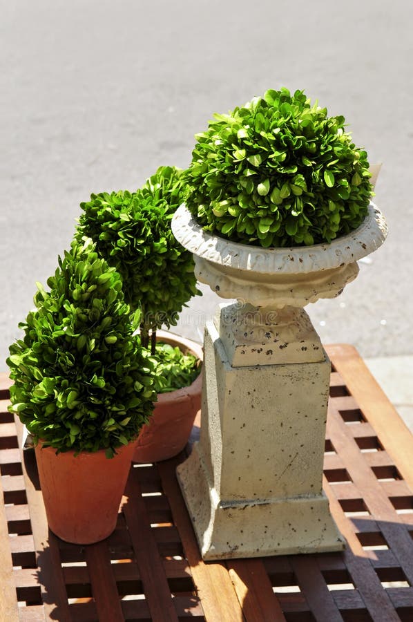 Potted green plants stock photo. Image of colorful, green 5362568