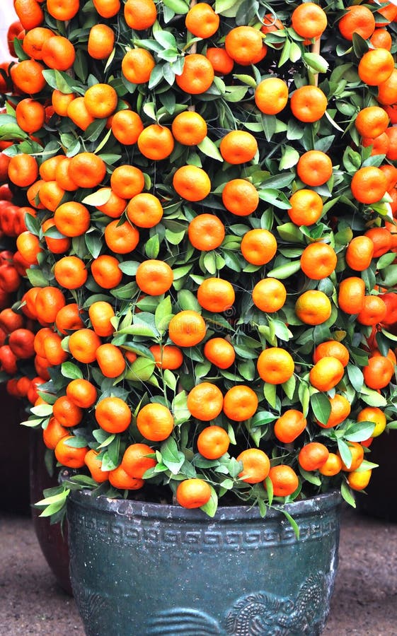 Potted kumquat trees stock image. Image of botany, fruit 22795599