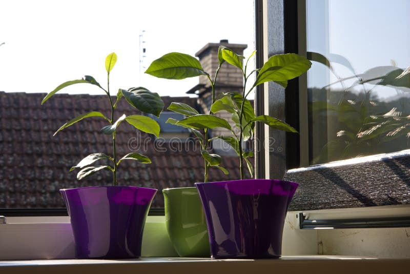 Potted lemon trees