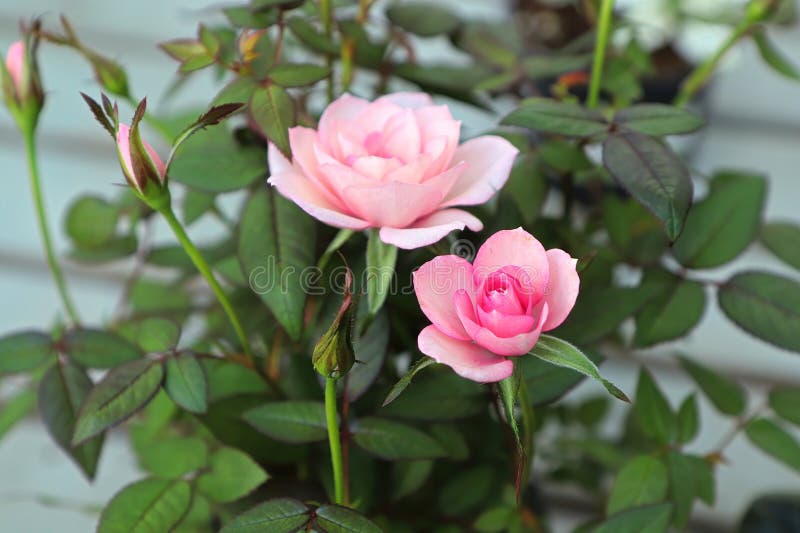 A Potted Mini Pink Rose In Bloom Stock Image Image Of Ts Bloom