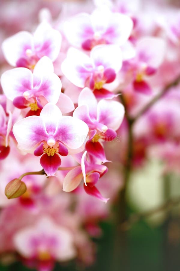 Potted Moth orchid