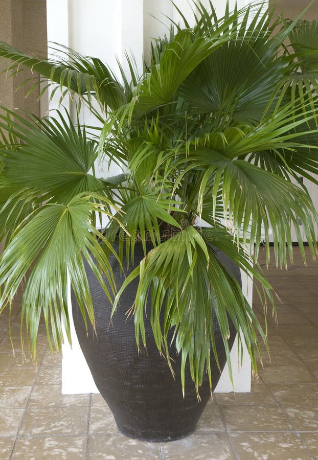 Potted palm tree