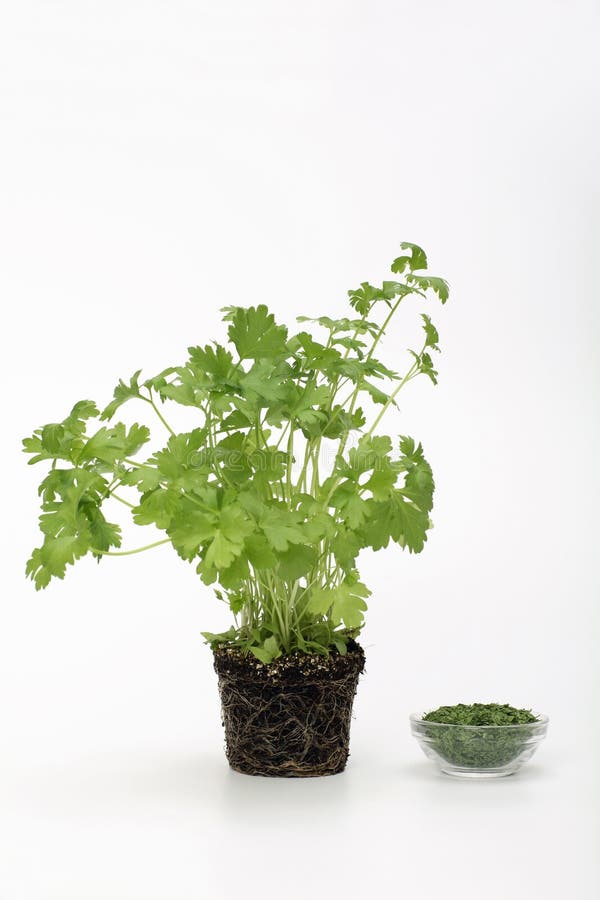 Potted Parsley Plants. the Winter Sun Has a Yellowish Light that