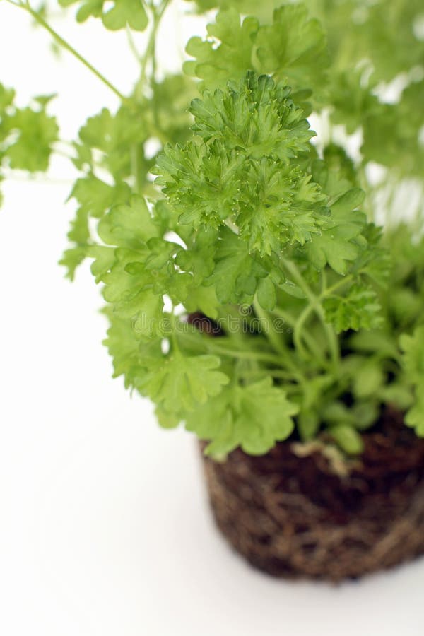 Potted Parsley Plants. the Winter Sun Has a Yellowish Light that
