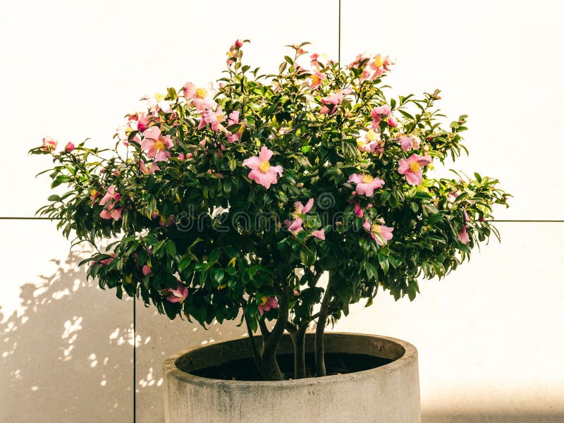 Potted Pink Flwoers at the Wall