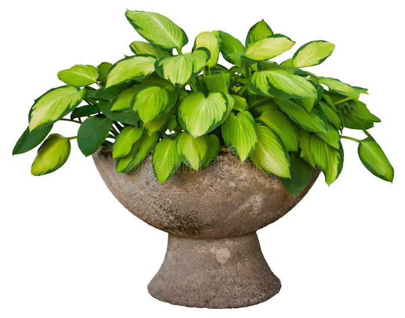 Indoor Plant Png Stock Photos - Free & Royalty-Free Stock Photos from  Dreamstime