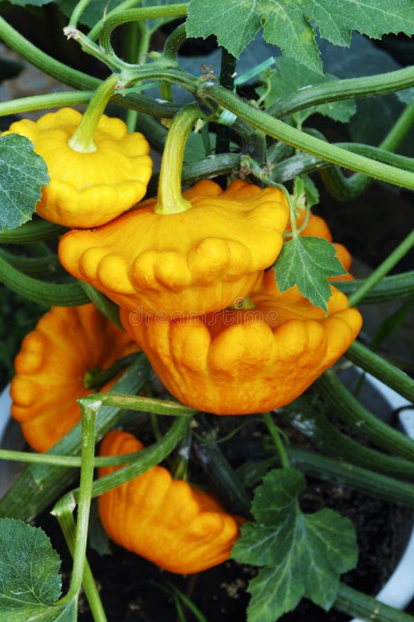 Potted plant pumpkins