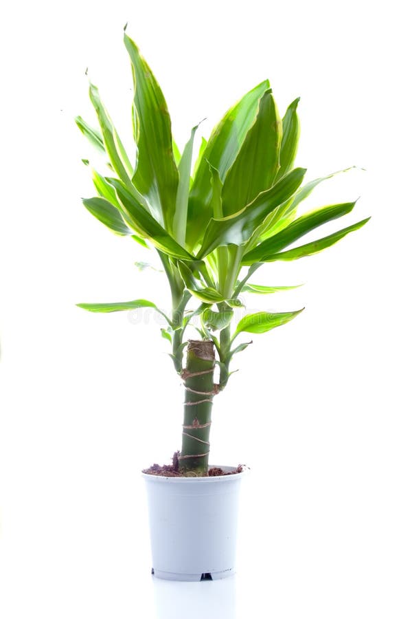 Potted plant (yucca) stock image. Image of foliage, growing 12472467