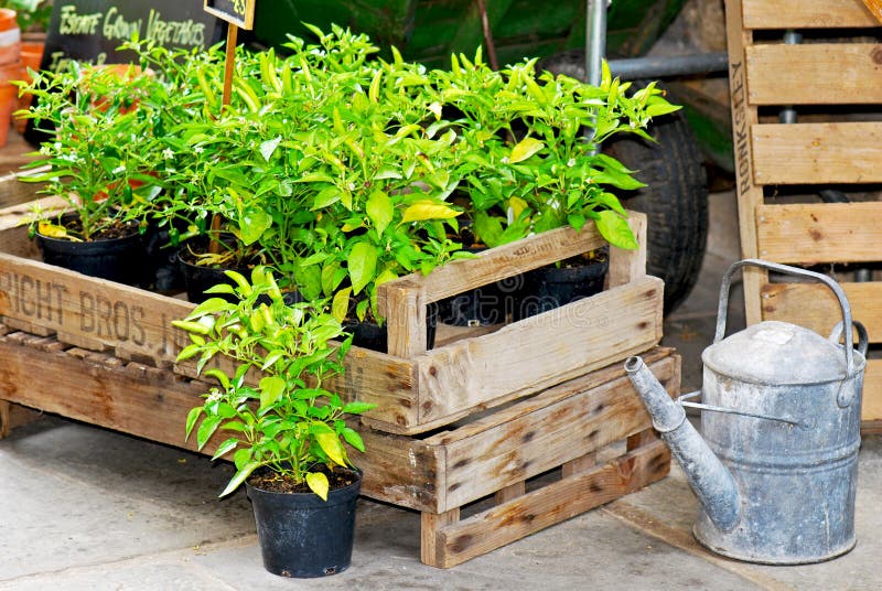 Potted plants