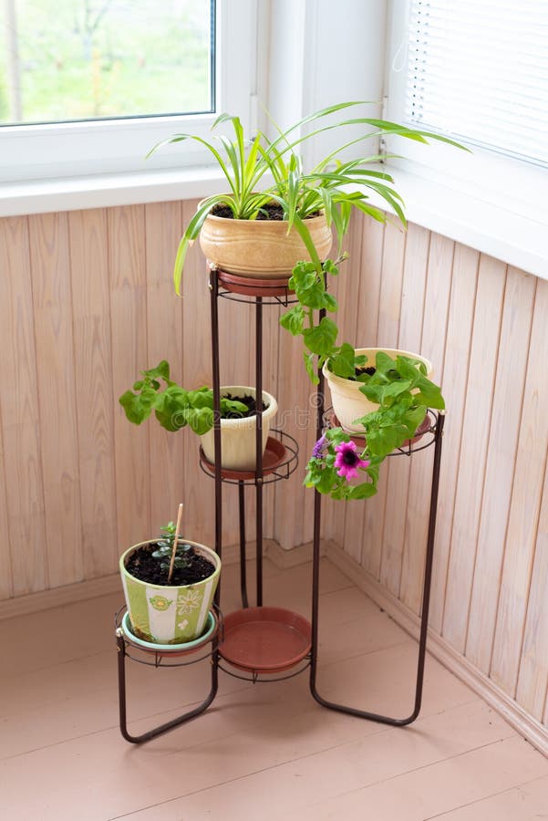 Potted Plants on the Balcony Stock Image Image of domestic, house
