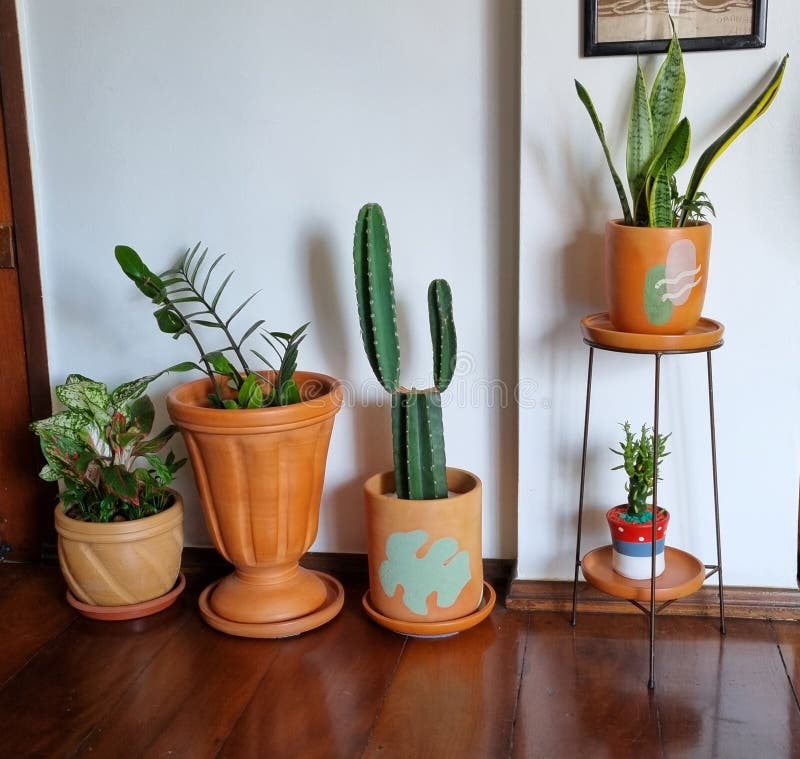 Potted Plants Decorating the Interior of a House Stock Photo Image of