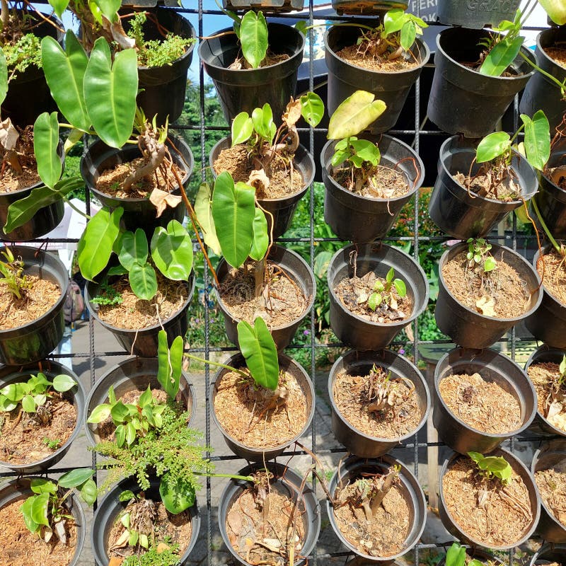 Potted Plants Hanging from an Iron Fence Stock Image Image of plants