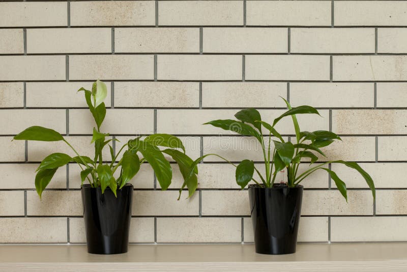 Potted Plants in Pots Against a Brick Wall. Loft Style Interior Stock