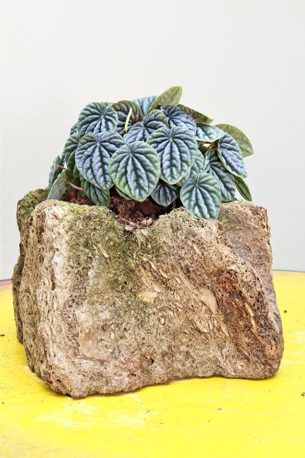 Potted plants in the rock. stock image. Image of 29910031