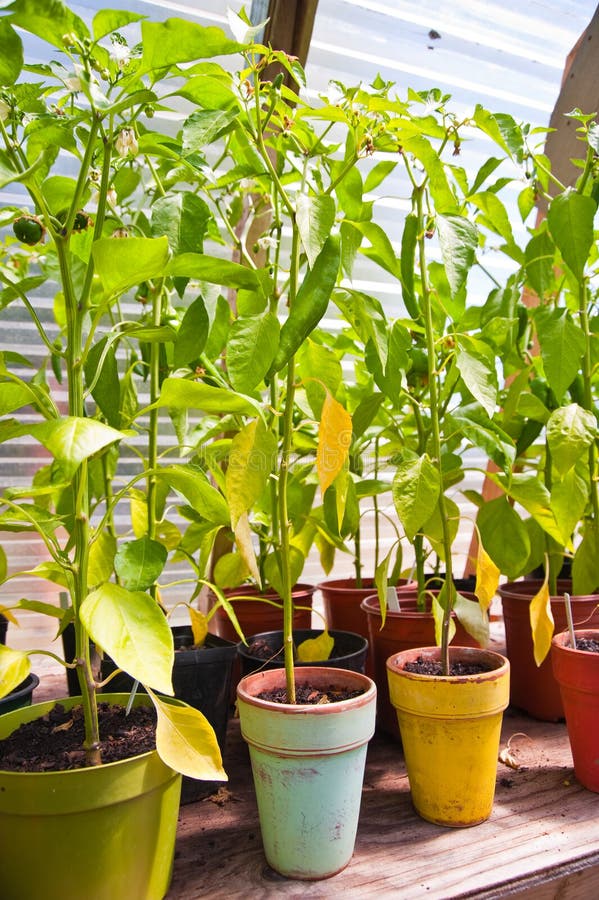 Potted plants stock image. Image of horticulture, hothouse 82841461