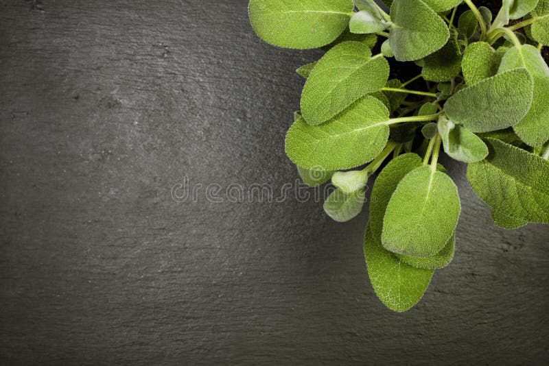 Potted Sage Plant with Name Tag Stock Image Image of food, sage 24391495