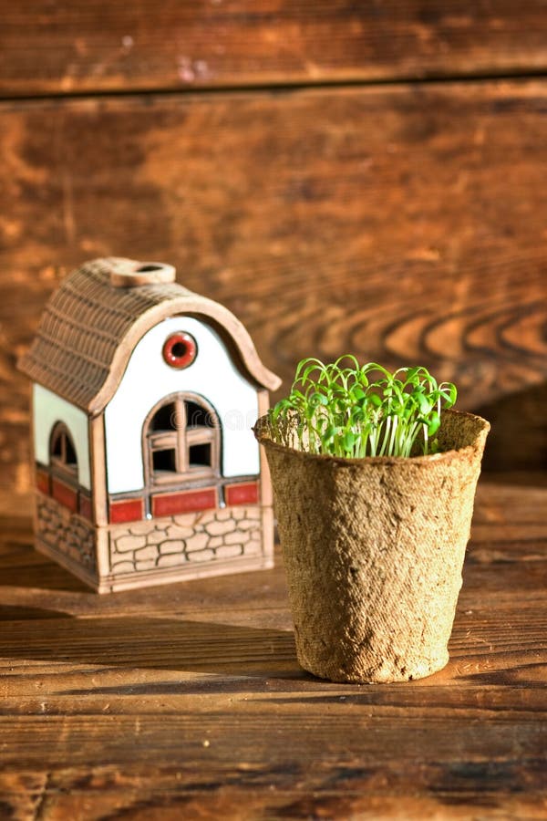 Potted Seedlings Growing in Peat Moss Pot and House Stock Image Image