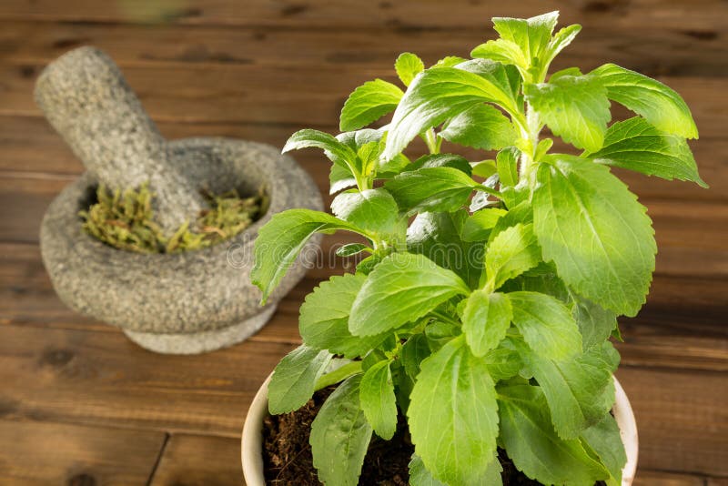 Potted stevia plant