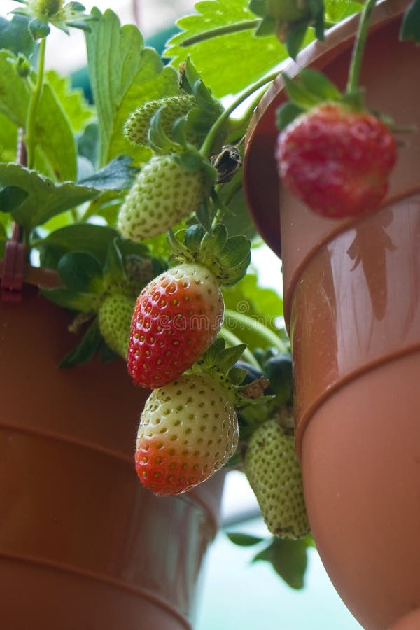 Potted Strawberry