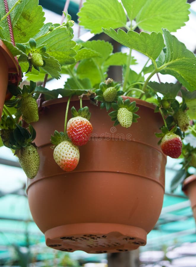Potted Strawberry stock photo. Image of strawberry, crop 14080490