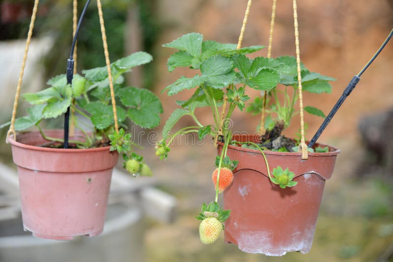 Potted Strawberry Plants stock image