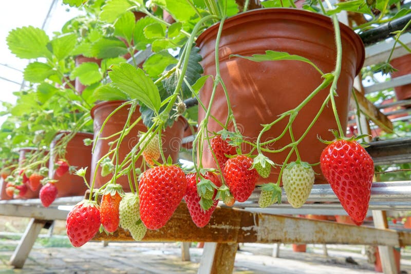 Potted strawberry