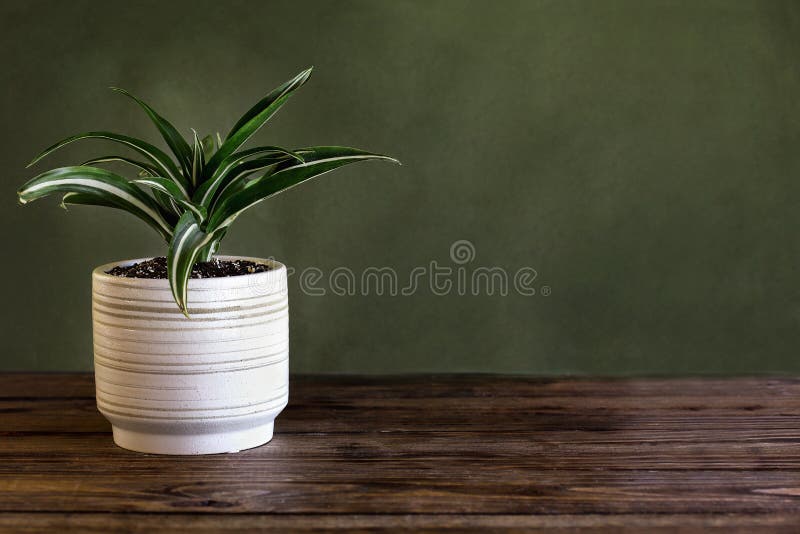 Potted White Jewel Dracaena Deremensis against a Green Background