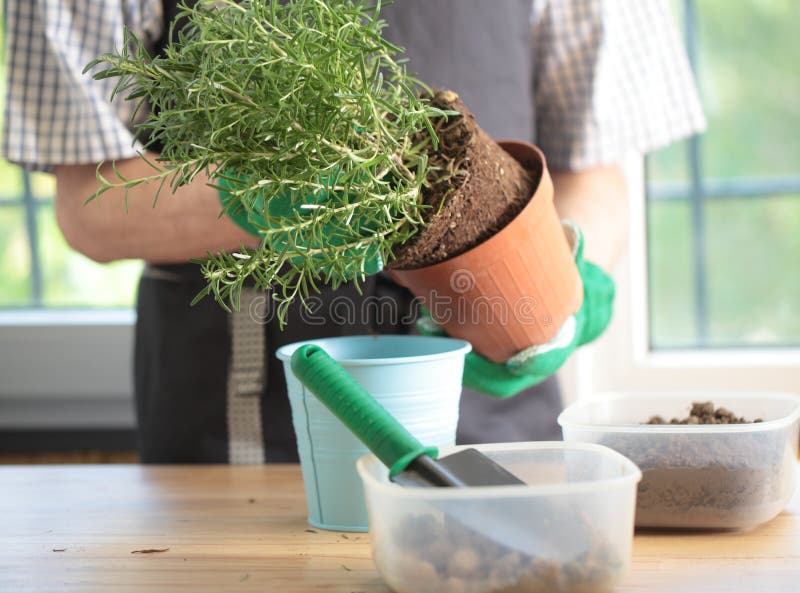 Man Re Potting Rosemary Plant Stock Photos Free & RoyaltyFree Stock