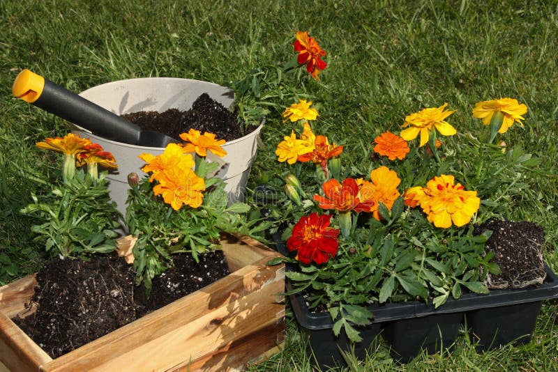 Potting Flowers stock image. Image of outside, grow, glove 20792961