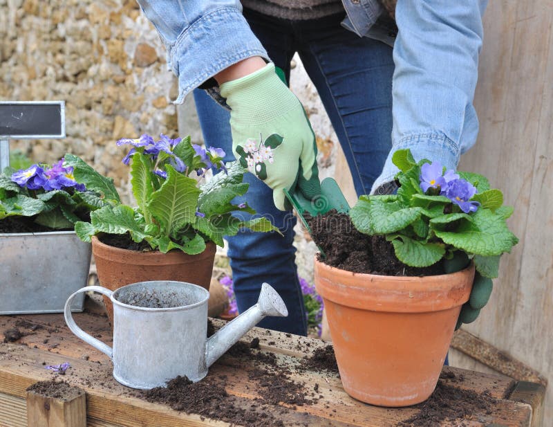 Potting flowers stock image. Image of green, hands, potting 49206405