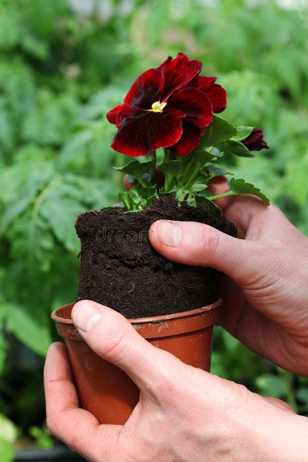Potting pansy seedling stock photo. Image of agriculture 31730320