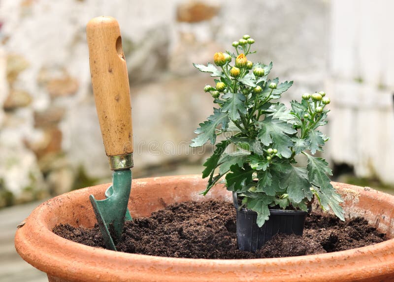 Potting A Seedling In A Pot Of Daisies Stock Photo Image of