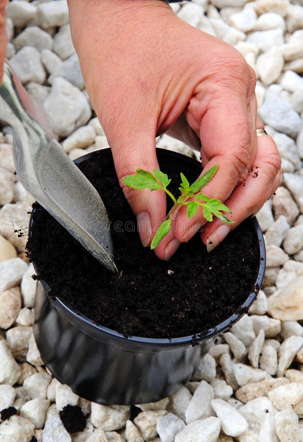 Potting Up Tomato Seedling. Stock Photo Image of plant, healthy 49873248