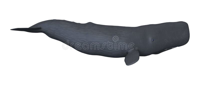 Pottwal der Wiedergabe-3D oder Cachalot auf Weiß vektor abbildung
