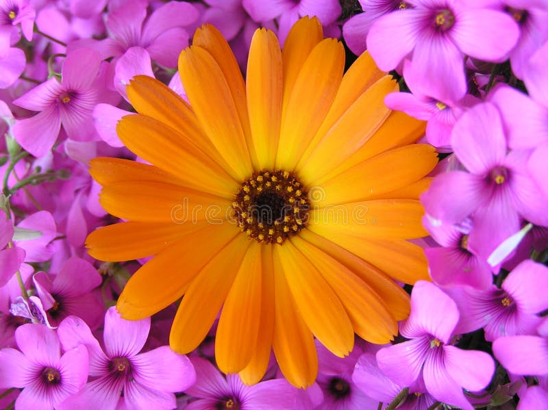 Artistic photograph of an extremely bright orange calendula flower against a background of extremely bright pink oxalis flowers. Artistic photograph of an extremely bright orange calendula flower against a background of extremely bright pink oxalis flowers