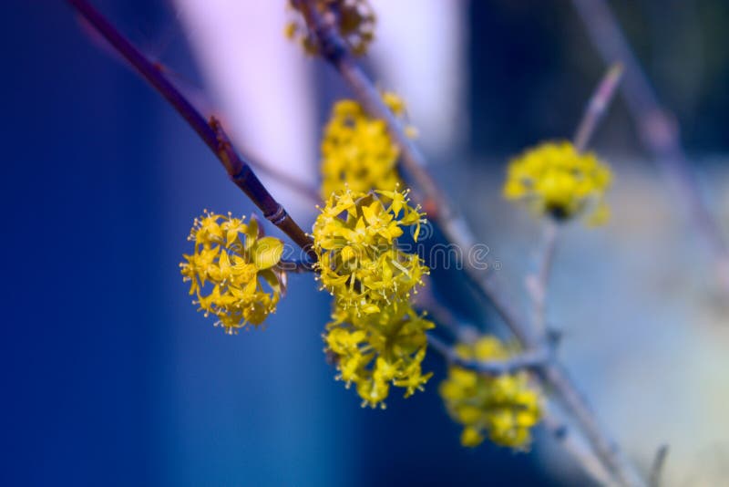 Pouca mola do amarelo floresce, ramo com as flores pequenas amarelas