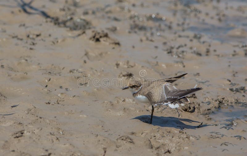 Pouca tarambola rodeado imagens de stock Pouca tarambola rodeado imagens de stock