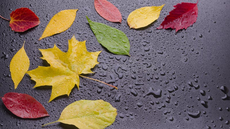 Wet leaves yellow red green lies on black background. aspect ratio of 16: 9. Wet leaves yellow red green lies on black background. aspect ratio of 16: 9