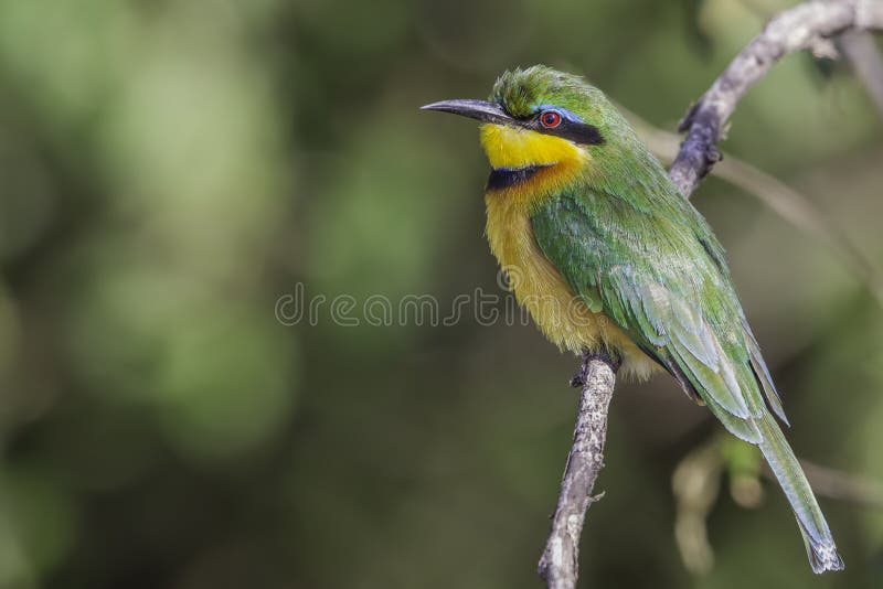 Pouco bee-eater fotos de stock Pouco bee-eater fotos de stock